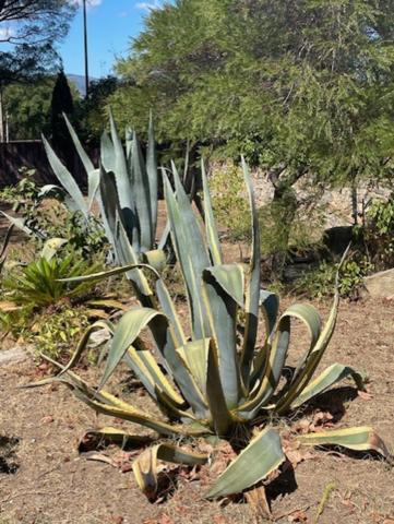 Maison 6 pièces SAINTE MAXIME (83)