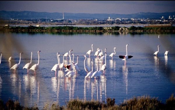 Maison Authentique face à l'étang avec ponton Privatif 795 000 €