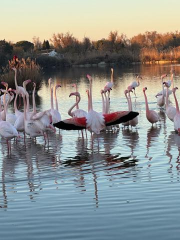 Palavas-les-Flots (34250) Palavas les Flots- Rive droite -Dernier étage- T3 avec balcon vue phare et mer