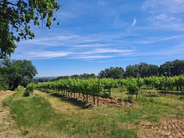 Domaine de 29 Hectares avec Maison Rénovée, Piscine, Vignoble