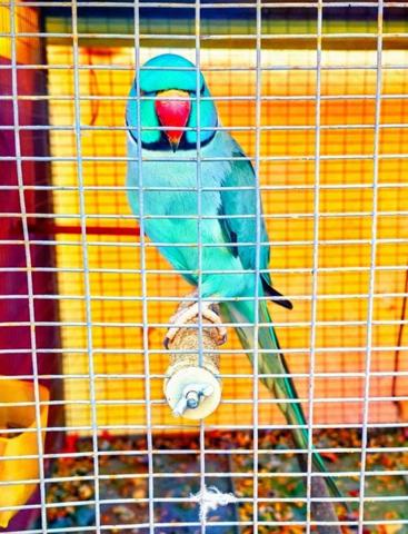 -Idéal 1er Achat - fort potentiel d'aménagements-