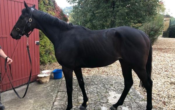 Vente Domaine rénové(e) Lamonzie-saint-martin   