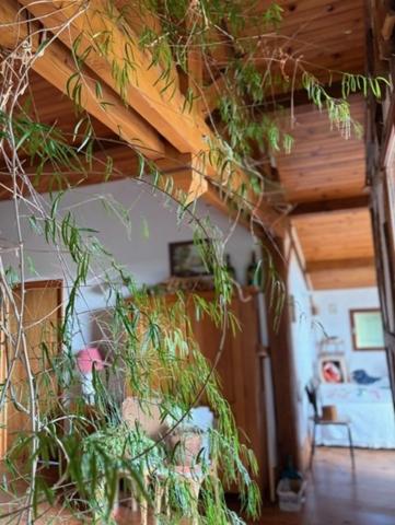 PLAISANCE (32): Ancienne FERME GASCONNE de 300m2, adaptée activité chambres d hotes, 7chambres, dépendances, 5000m2