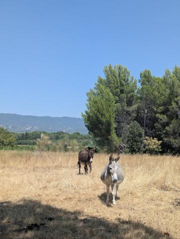 Superbe mas provençal sur 9000m² de terrain