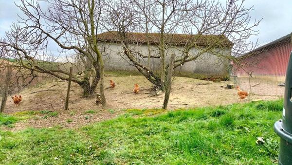Propriété agricole Mauvezin(32120) engraissement veaux