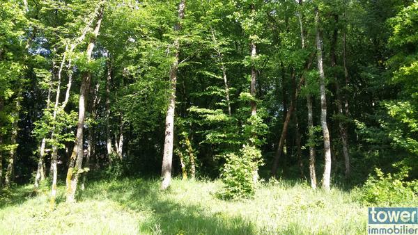 Terrain