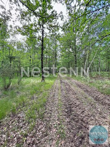 RARE !! - 3 parcelles de bois en Sologne - Fontaine en Sologne - 119 780 m²