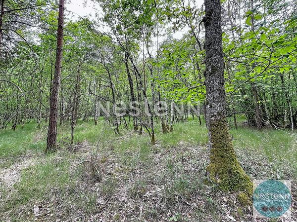 RARE !! - 3 parcelles de bois en Sologne - Fontaine en Sologne - 119 780 m²