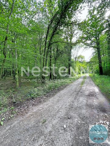 RARE !! - 3 parcelles de bois en Sologne - Fontaine en Sologne - 119 780 m²