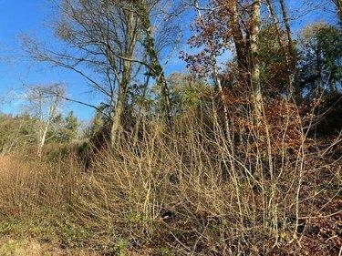 Terrain de loisirs - Bois - Etang à vendre à La Vespière Friardel dans le Calvados (14290), ref : 14058-1568