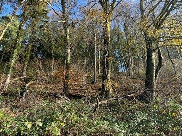 Terrain de loisirs - Bois - Etang à vendre à La Vespière Friardel dans le Calvados (14290), ref : 14058-1568