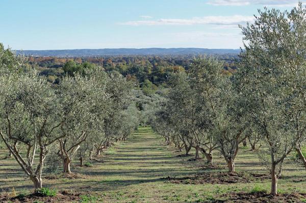 Demeure de prestige Arles 11 pièce(s) 800 m2