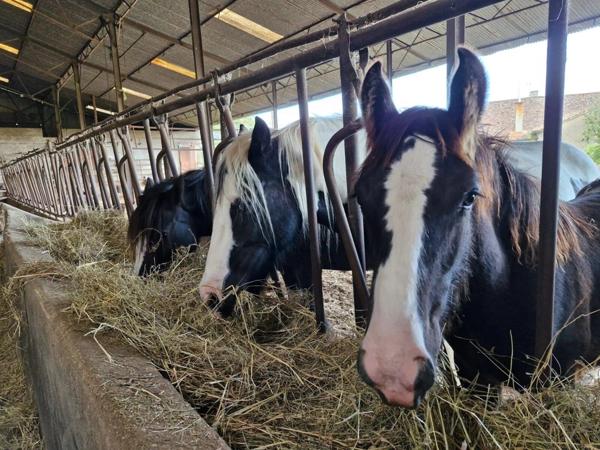 Vente Maison 15 pièces 310 m2 à Montmorillon