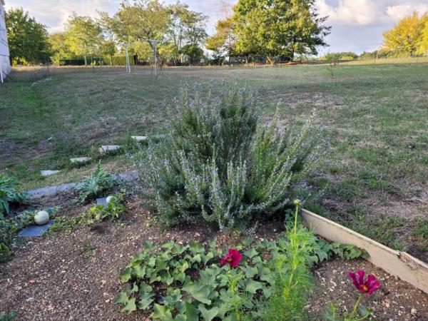 APPART loué 500€ (3 chambres + garage + verdure)