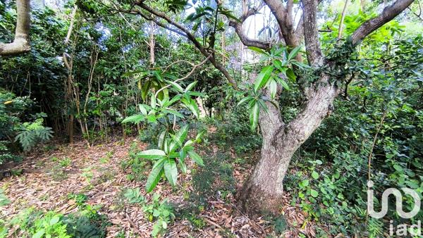 Terrain à vendre 1 600 m² Saint-Louis