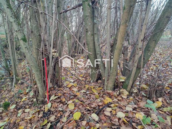 Terrain de Loisirs 7200 m² et 150 peupliers