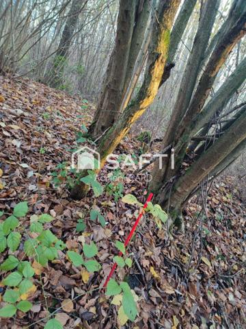 Terrain de Loisirs 7200 m² et 150 peupliers