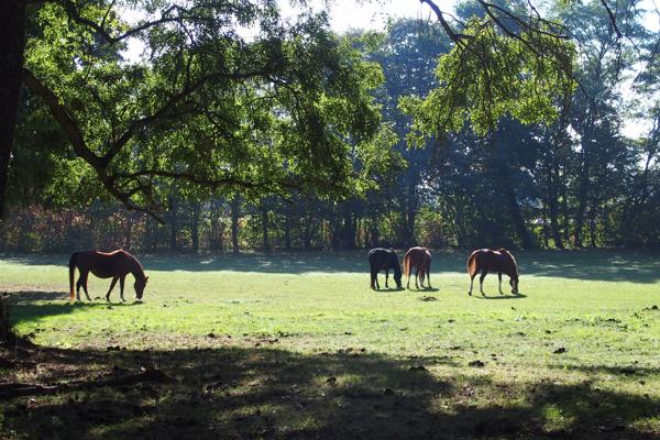 Maison  10 pièce(s) 340 m2