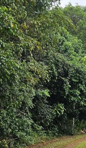 TERRAIN BOISE à VENDRE à SAINT-LAURENT du MARONI