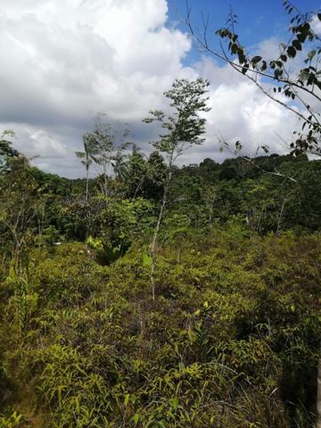 TERRAIN BOISE à VENDRE à SAINT-LAURENT du MARONI