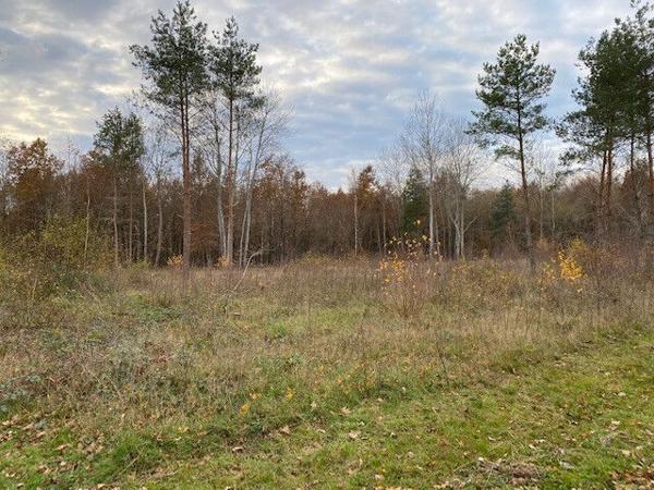 TERRAIN A BATIR PRUNIERS EN SOLOGNE