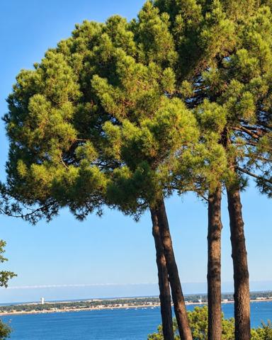 pyla sur mer terrain a batir 1000m² vue bassin