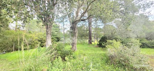 Terrain à vendre de 1 000,00 m² LECCI (20)