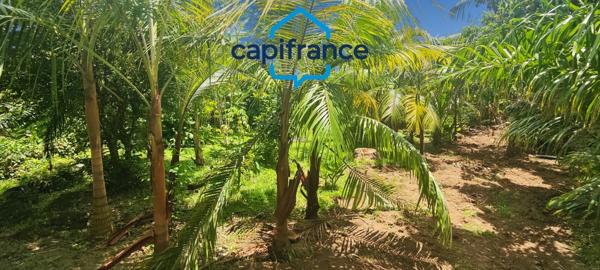 À Piton Sainte-Rose – Spacieuse maison T7 de plain-pied à louer avec grand jardin (974)