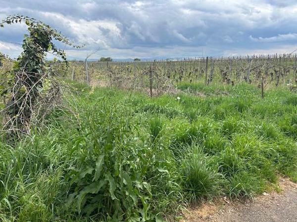 Vente / Terrain constructible