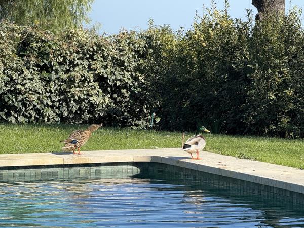 Maison à vendre  6 pièces - 200 m2 CHATEAUNEUF GRASSE - 06