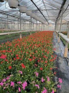 Vente Local commercial 5500 m2 à Ribemont