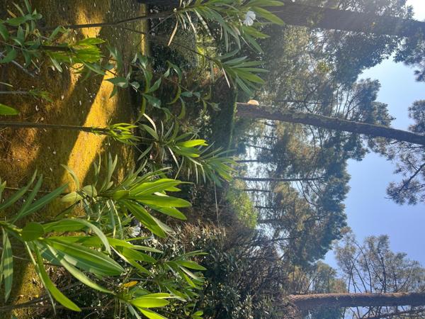 JOLIE MAISON DE 37m2- LACANAU OCÉAN AU GOLF