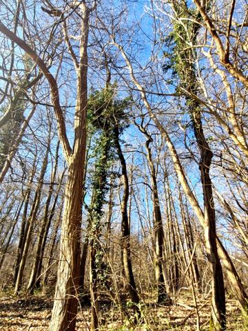 Parcelle boisée de près de 2000m² à RONQUEROLLES (95)