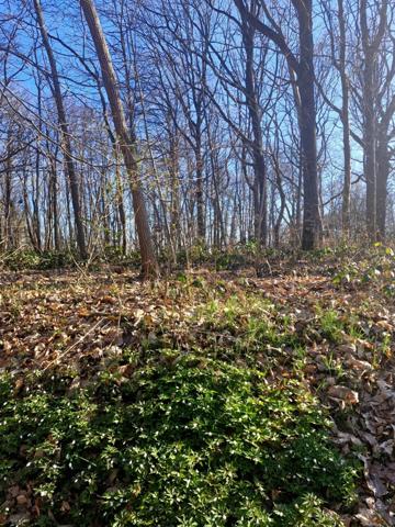 Parcelle boisée de près de 2000m² à RONQUEROLLES (95)