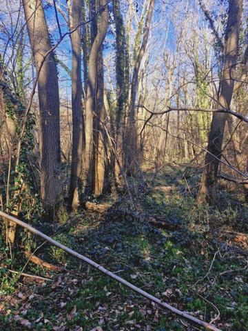 Parcelle boisée de près de 2000m² à RONQUEROLLES (95)
