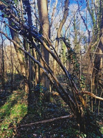 Parcelle boisée de près de 2000m² à RONQUEROLLES (95)