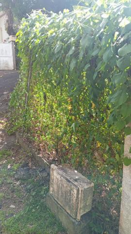 Vente Terrain545 m² - GOURBEYRE (97113)