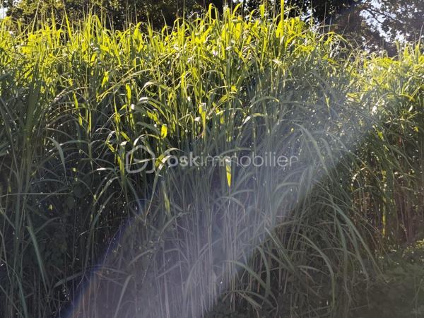 À vendre, terrain agricole actuellement exploité en miscanthus, une culture pérenne reconnue pour ses nombreuses qualités économiques et environnementales.

Implantée depuis une dizaine d'années, la culture est aujourd'hui en pleine production et a atteint son potentiel optimal de rendement. Le miscanthus, également appelé herbe à éléphant, est une plante vivace qui peut être exploitée pendant 20 à 25 ans après sa plantation, offrant ainsi une production durable sans nécessiter de replantation annuelle.

Très apprécié pour sa polyvalence, le miscanthus est utilisé comme combustible biomasse, paillage horticole, litière animale ou encore comme matière première dans différentes filières industrielles.

Cette parcelle représente une belle opportunité pour un exploitant agricole ou un investisseur souhaitant acquérir une culture déjà en place, productive et nécessitant un entretien limité.

Une opportunité rare d'acquérir une parcelle immédiatement productive, avec une culture pérenne déjà arrivée à maturité et offrant encore de nombreuses années d'exploitation.