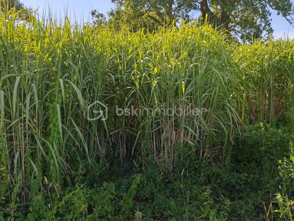 À vendre, terrain agricole actuellement exploité en miscanthus, une culture pérenne reconnue pour ses nombreuses qualités économiques et environnementales.

Implantée depuis une dizaine d'années, la culture est aujourd'hui en pleine production et a atteint son potentiel optimal de rendement. Le miscanthus, également appelé herbe à éléphant, est une plante vivace qui peut être exploitée pendant 20 à 25 ans après sa plantation, offrant ainsi une production durable sans nécessiter de replantation annuelle.

Très apprécié pour sa polyvalence, le miscanthus est utilisé comme combustible biomasse, paillage horticole, litière animale ou encore comme matière première dans différentes filières industrielles.

Cette parcelle représente une belle opportunité pour un exploitant agricole ou un investisseur souhaitant acquérir une culture déjà en place, productive et nécessitant un entretien limité.

Une opportunité rare d'acquérir une parcelle immédiatement productive, avec une culture pérenne déjà arrivée à maturité et offrant encore de nombreuses années d'exploitation.