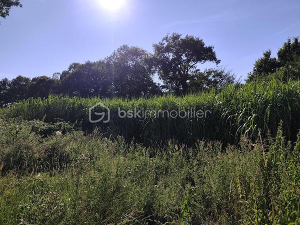 À vendre, terrain agricole actuellement exploité en miscanthus, une culture pérenne reconnue pour ses nombreuses qualités économiques et environnementales.

Implantée depuis une dizaine d'années, la culture est aujourd'hui en pleine production et a atteint son potentiel optimal de rendement. Le miscanthus, également appelé herbe à éléphant, est une plante vivace qui peut être exploitée pendant 20 à 25 ans après sa plantation, offrant ainsi une production durable sans nécessiter de replantation annuelle.

Très apprécié pour sa polyvalence, le miscanthus est utilisé comme combustible biomasse, paillage horticole, litière animale ou encore comme matière première dans différentes filières industrielles.

Cette parcelle représente une belle opportunité pour un exploitant agricole ou un investisseur souhaitant acquérir une culture déjà en place, productive et nécessitant un entretien limité.

Une opportunité rare d'acquérir une parcelle immédiatement productive, avec une culture pérenne déjà arrivée à maturité et offrant encore de nombreuses années d'exploitation.