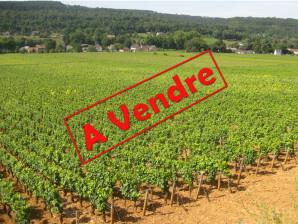Dormans (51700) TERRE A VIGNE