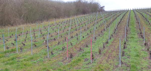 Dormans (51700) TERRE A VIGNE