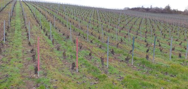 Dormans (51700) TERRE A VIGNE