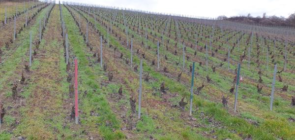 Dormans (51700) TERRE A VIGNE