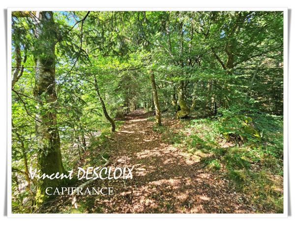 Terrain 19 965m² avec étang à vendre  GIEN SUR CURE (58230)