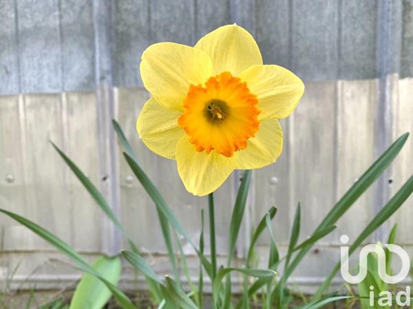 Maison à vendre 3 pièces 62 m² Saint-Pryvé-Saint-Mesmin