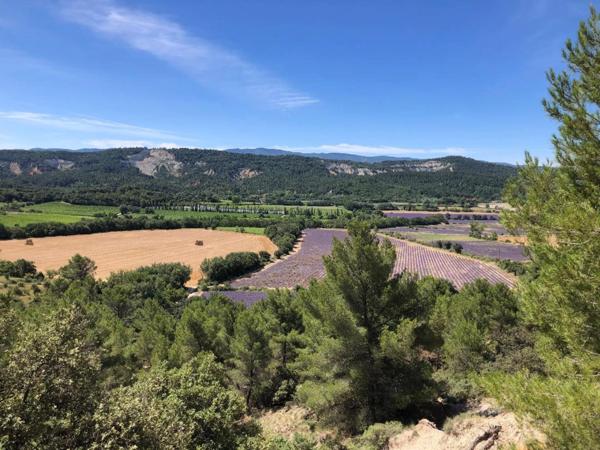 Dpt Vaucluse (84), à vendre RUSTREL terrain