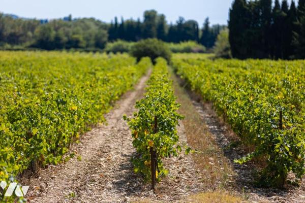 Domaine viticole en bio clé en main 