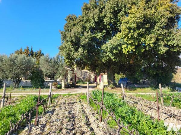 Domaine viticole en bio clé en main 