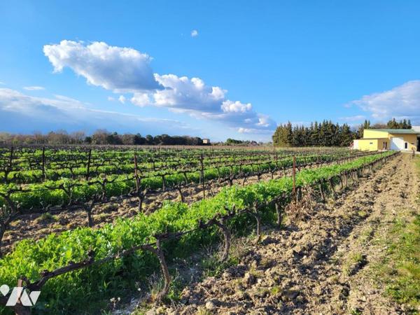 Domaine viticole en bio clé en main 
